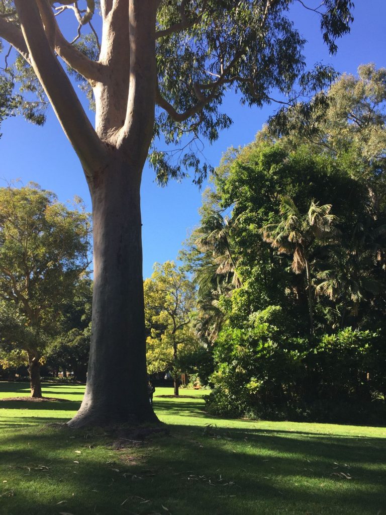 UWA in Winter (beautiful and sunny image of trees, grass and sky)